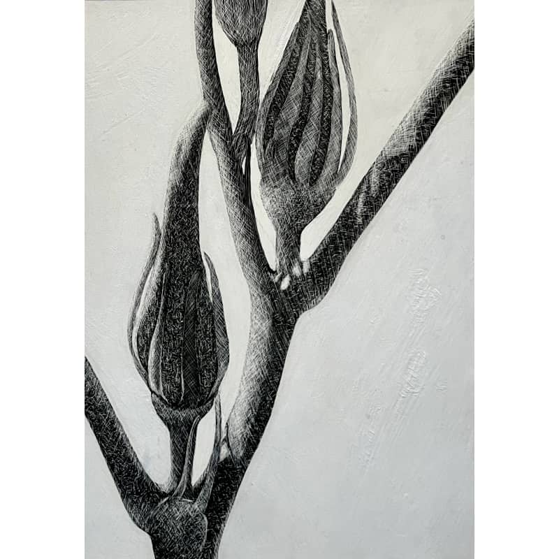 files/frank-goff-two-okra-pods.jpg
