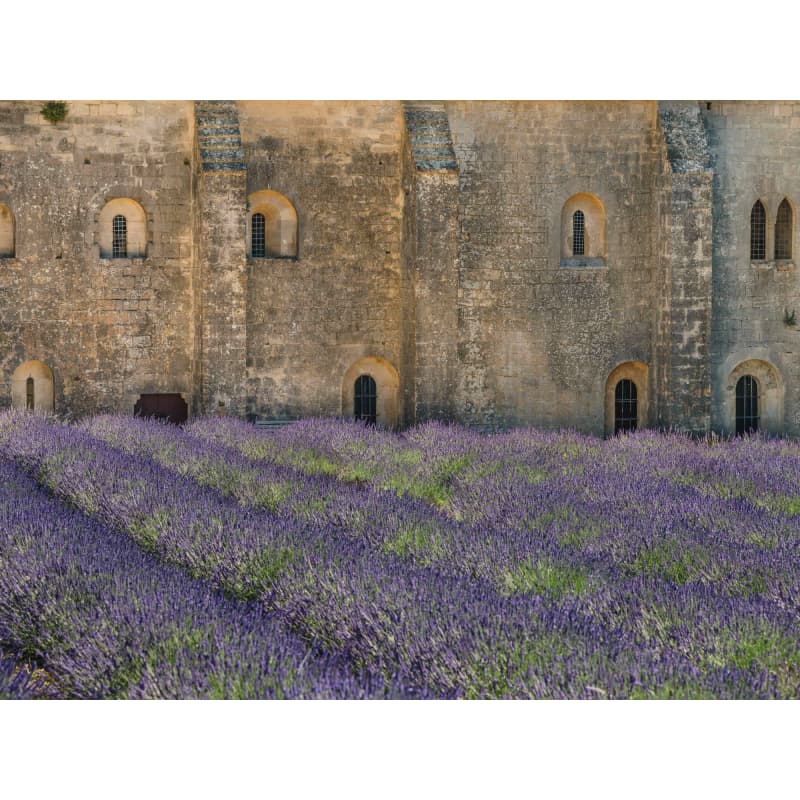 Cinque Terre Lavender