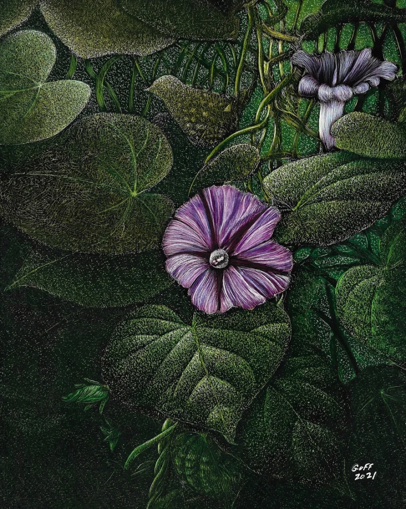 Moonlight Morning Glory by Frank Goff