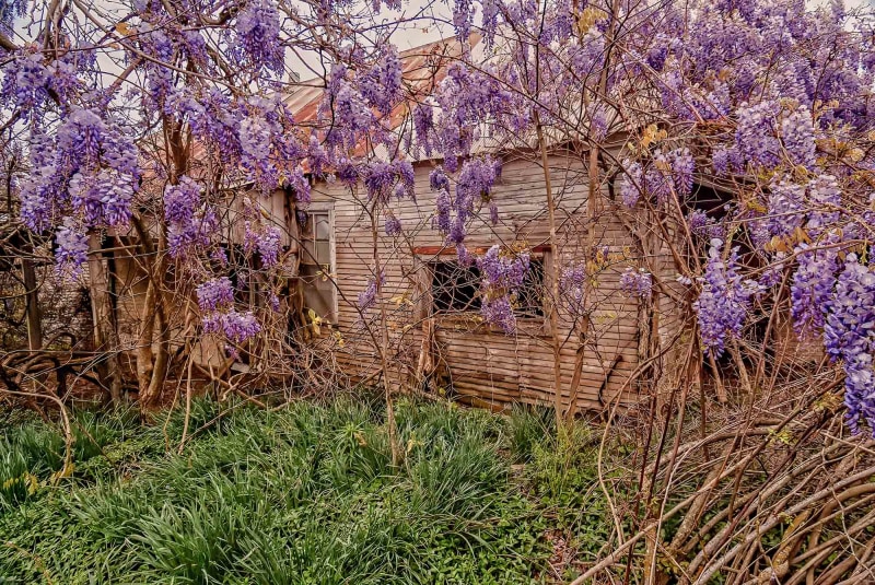 Hysteria Wisteria by Jay McDonald