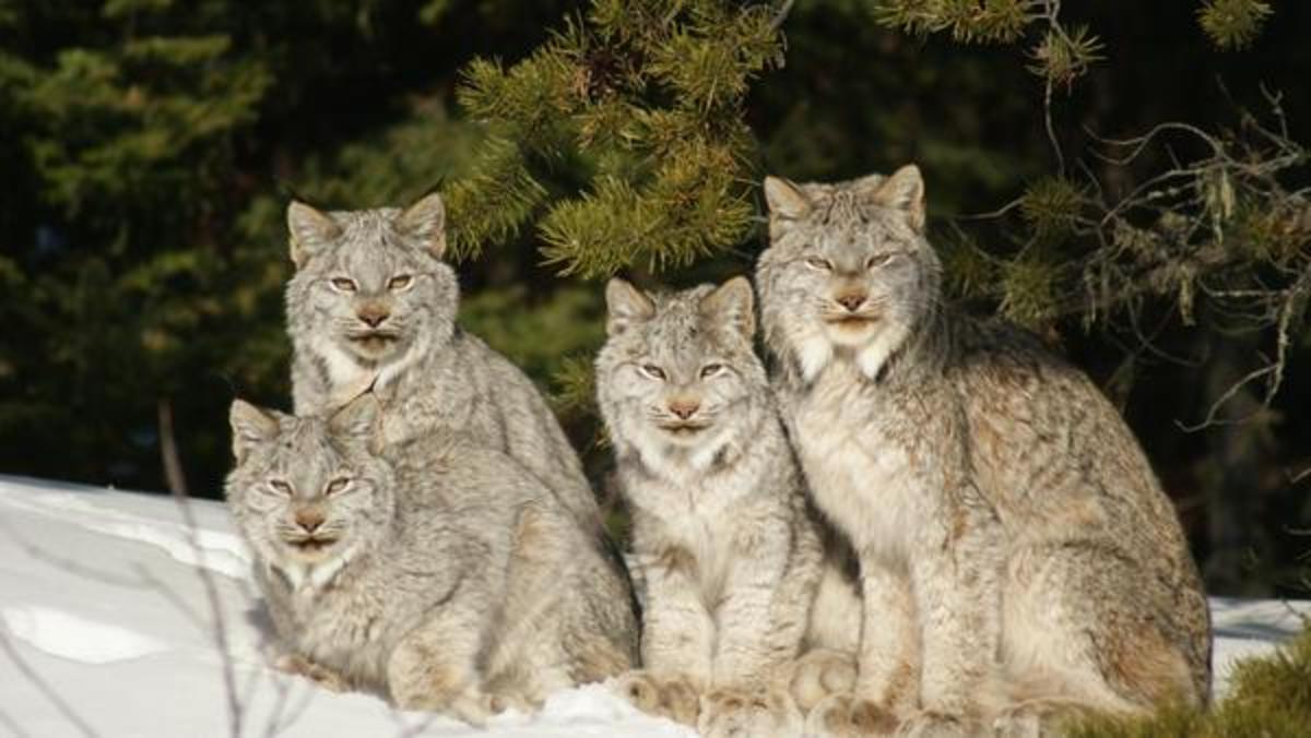 Lynx by John Feustel 