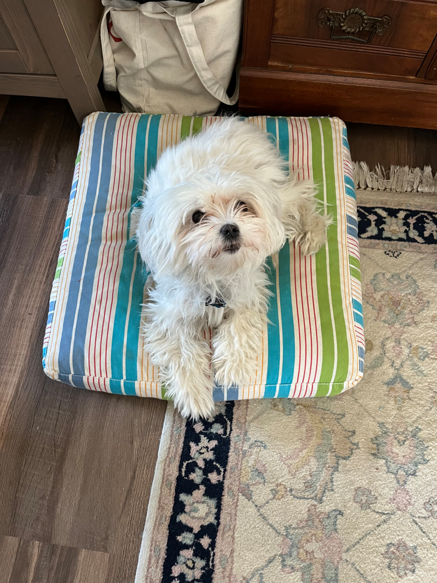 Lola on a staging cushion by christina+staging  Image: Lola on the blue and green cushion