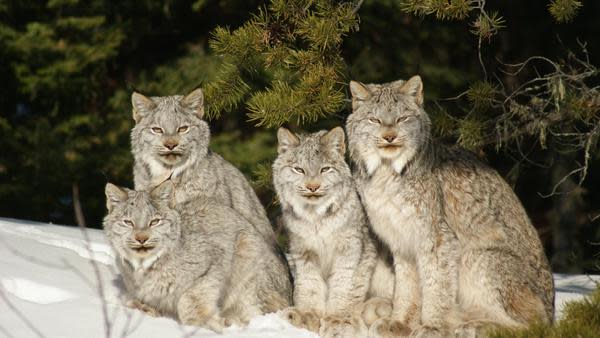 Lynx by John Feustel