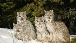 Lynx