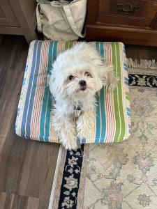 Lola on a staging cushion