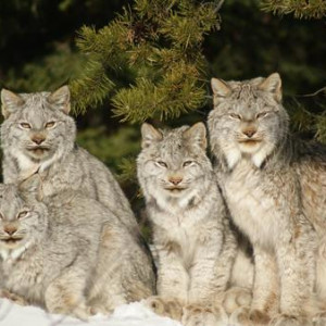 Lynx by John Feustel