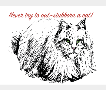 Never try to out-stubborn a cat