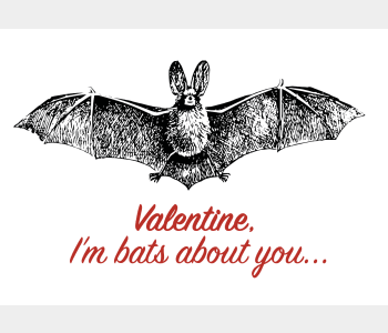 Bats about you
