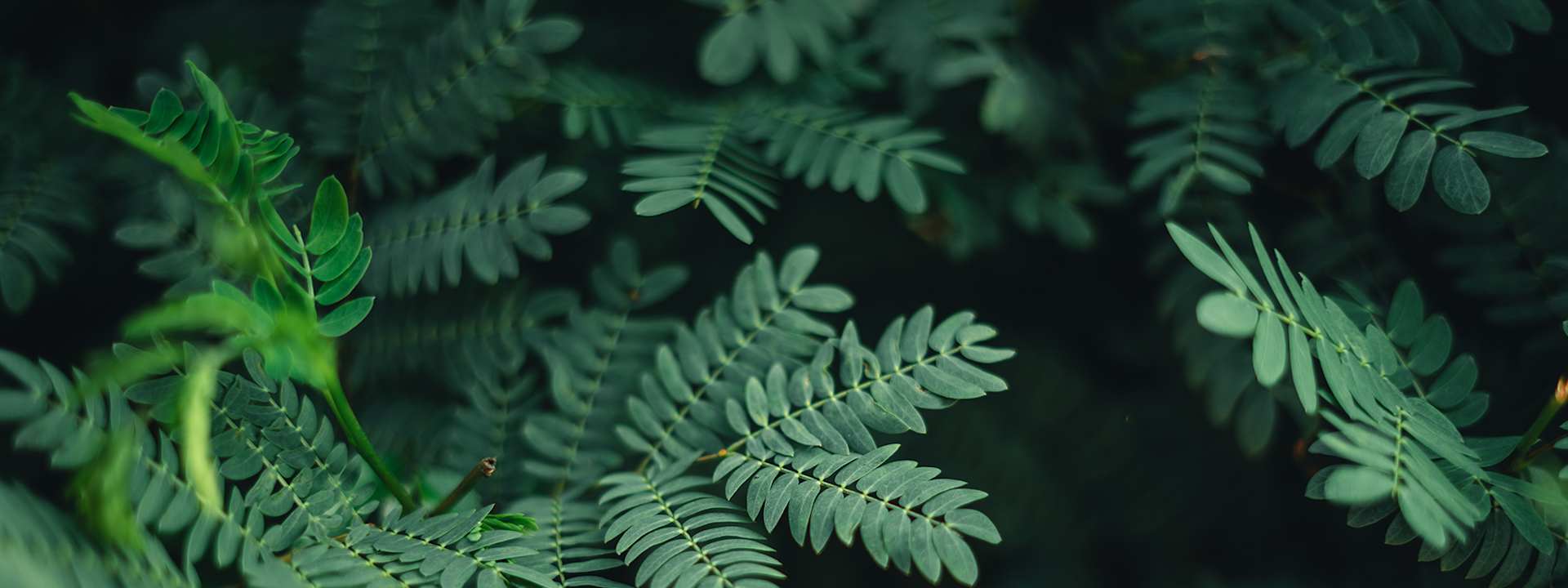 Gros plan sur des fougères et feuillages verts avec détails des nervures des feuilles.