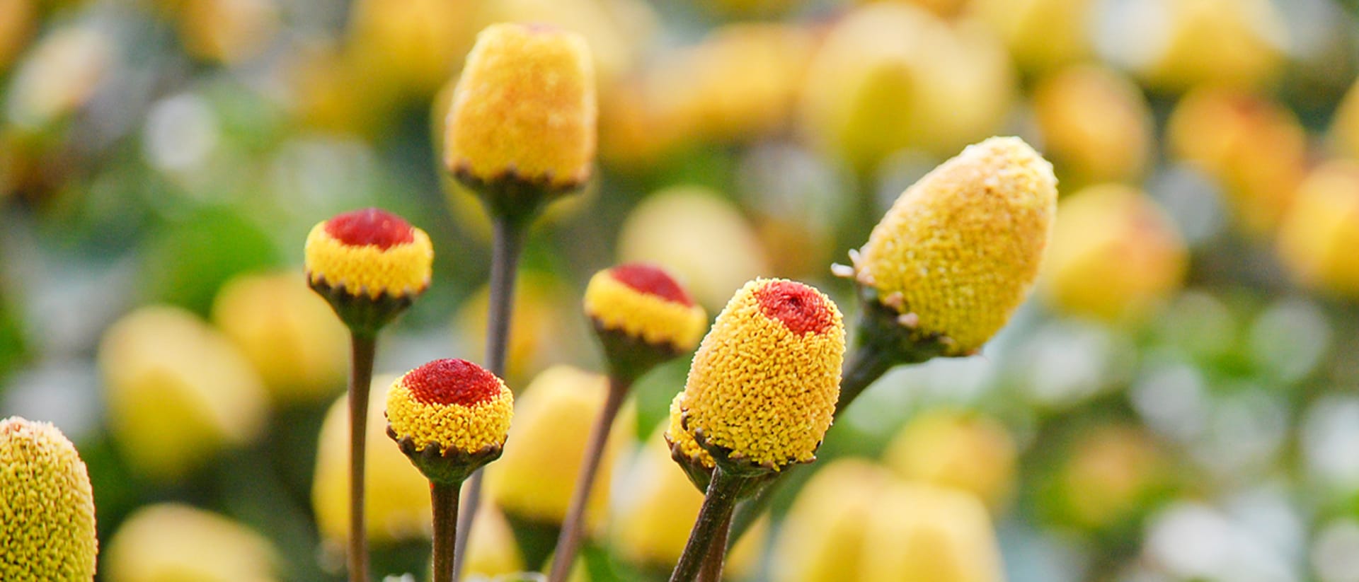 Heilpflanze Parakresse