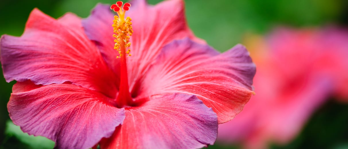Wirkstoff Hibiskusextrakt