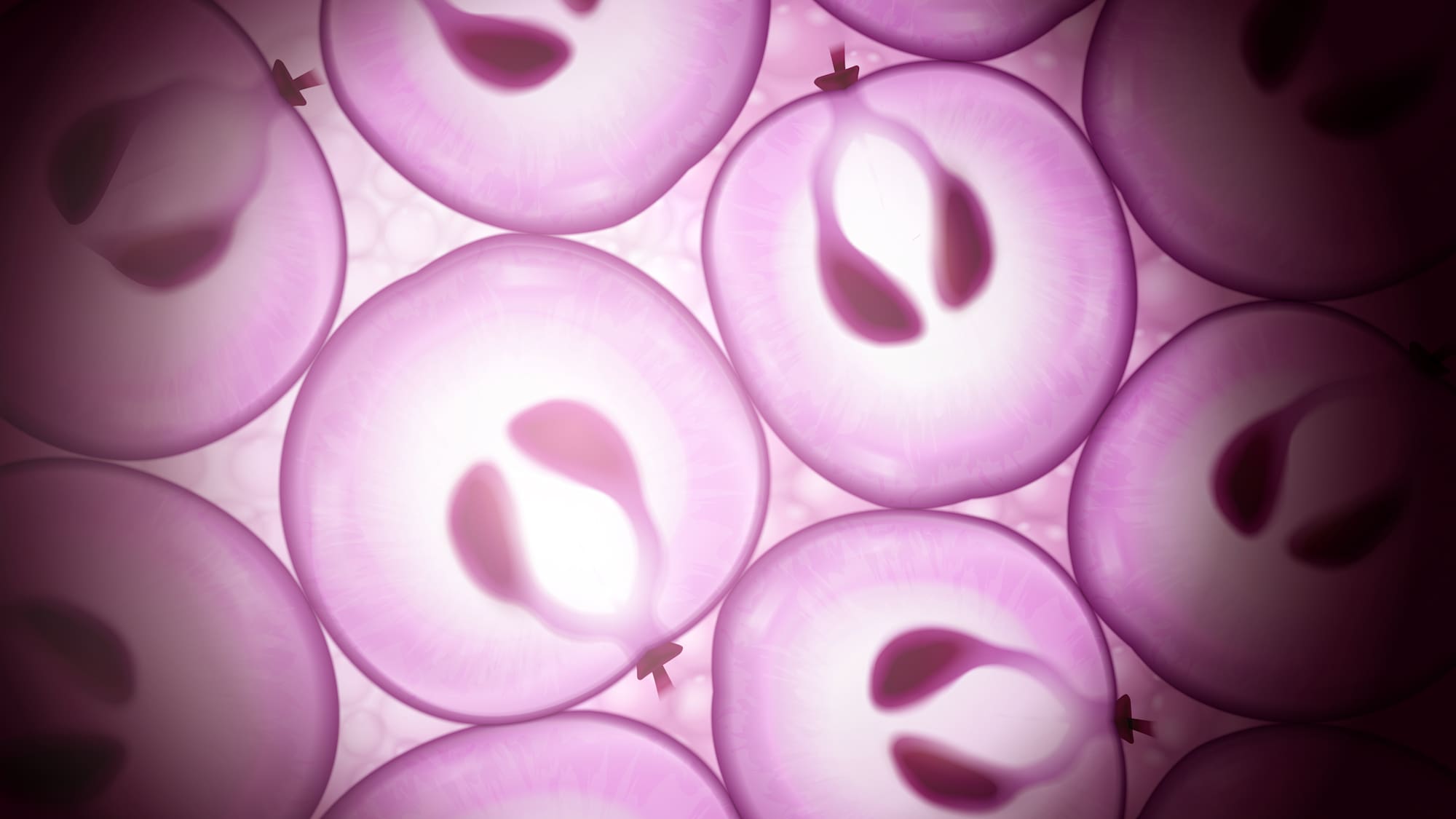 Image symbolique de l'ingrédient actif cellules souches de raisin.
