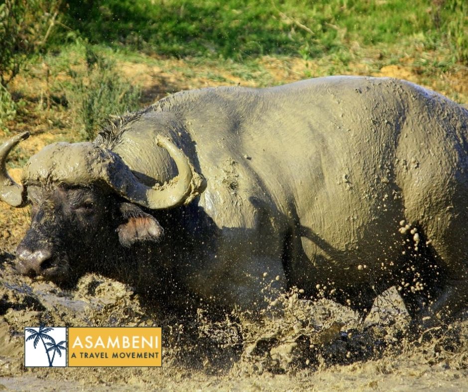 Pumba Private Game Reserve - Accommodation images