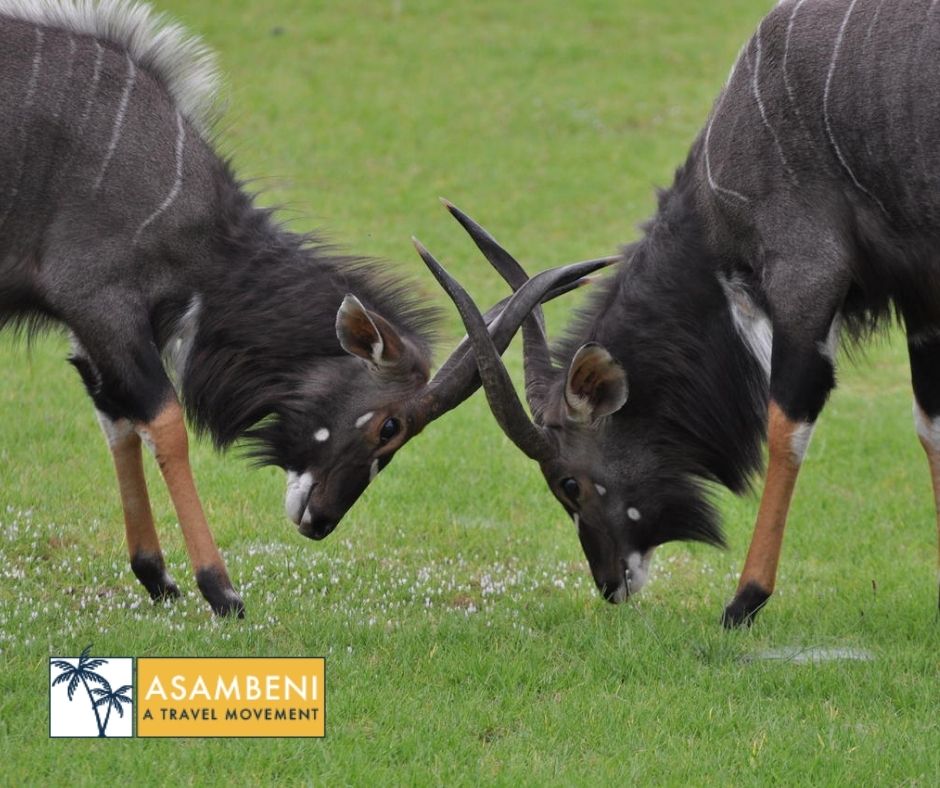 Pumba Private Game Reserve - Accommodation images