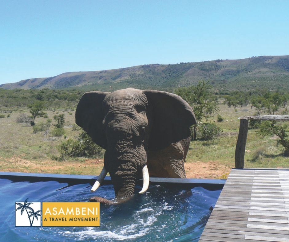 Pumba Private Game Reserve - Accommodation images