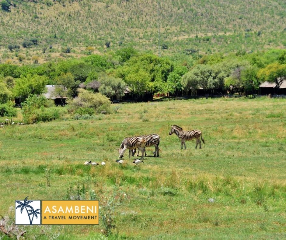 Bakubung Bush Lodge - Accommodation images