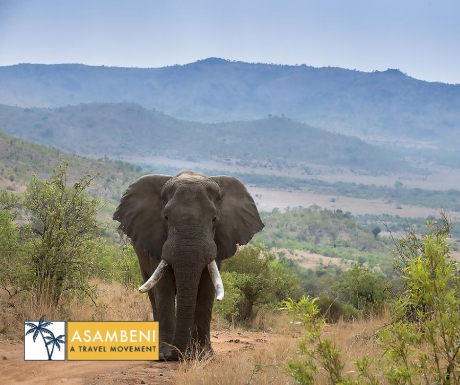 Tshukudu Bush Lodge - Accommodation images