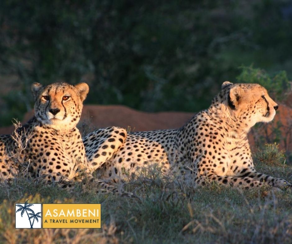Kuzuko Lodge - Accommodation images