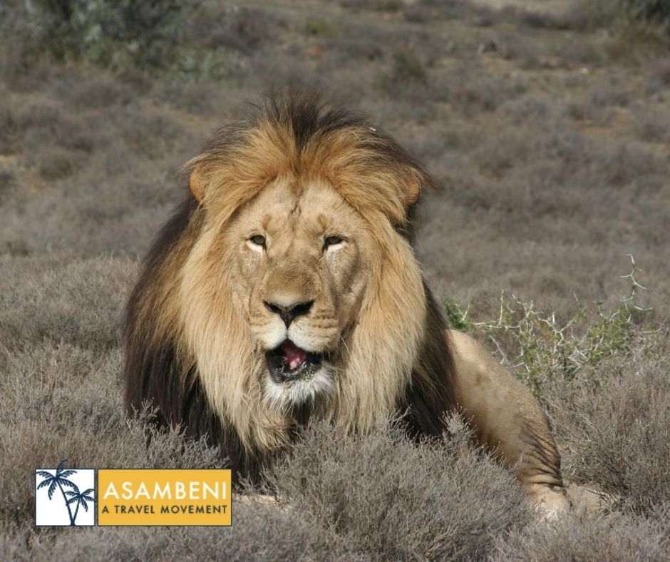 Kuzuko Lodge - Accommodation images
