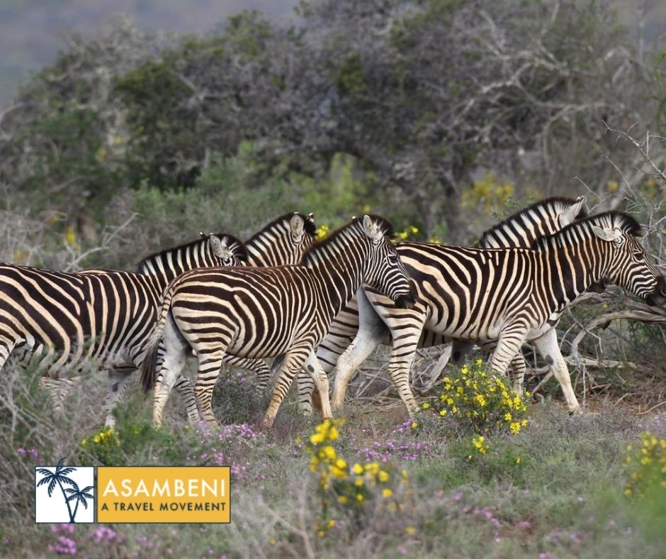 Kuzuko Lodge - Accommodation images