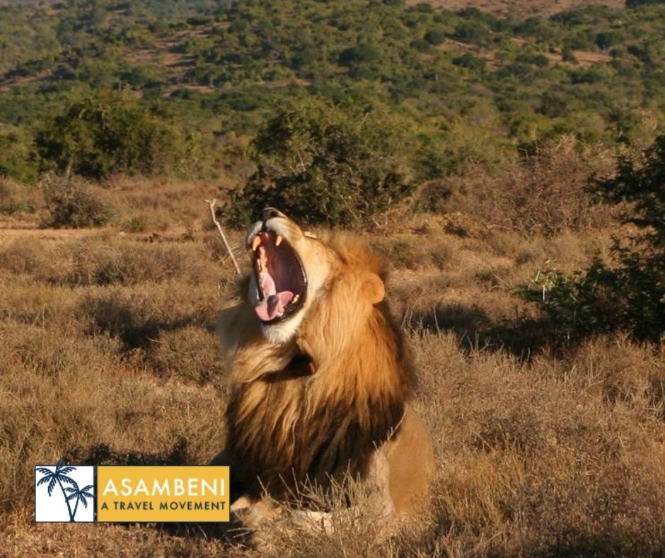 Kuzuko Lodge - Accommodation images