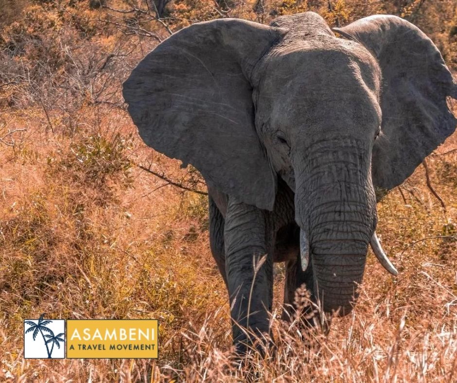 Simbavati River Lodge (Hoedspruit) - Accommodation images