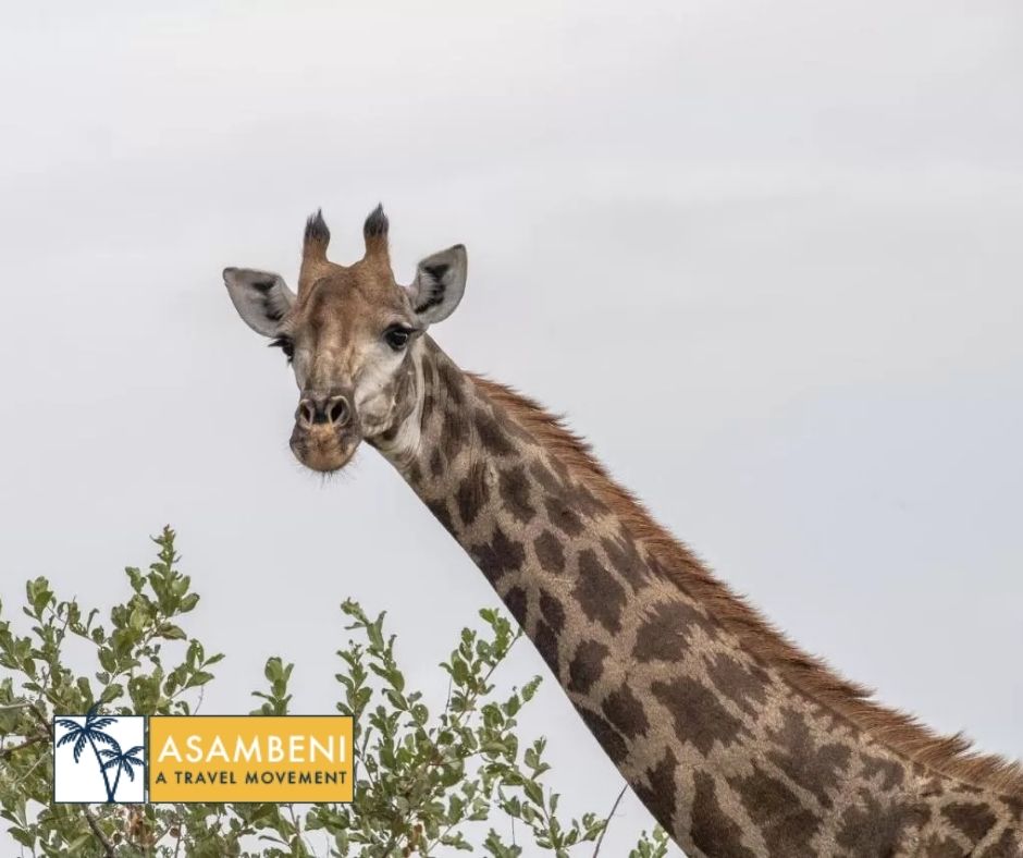Simbavati River Lodge (Hoedspruit) - Accommodation images