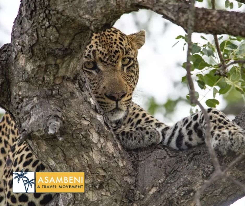 Simbavati River Lodge (Hoedspruit) - Accommodation images