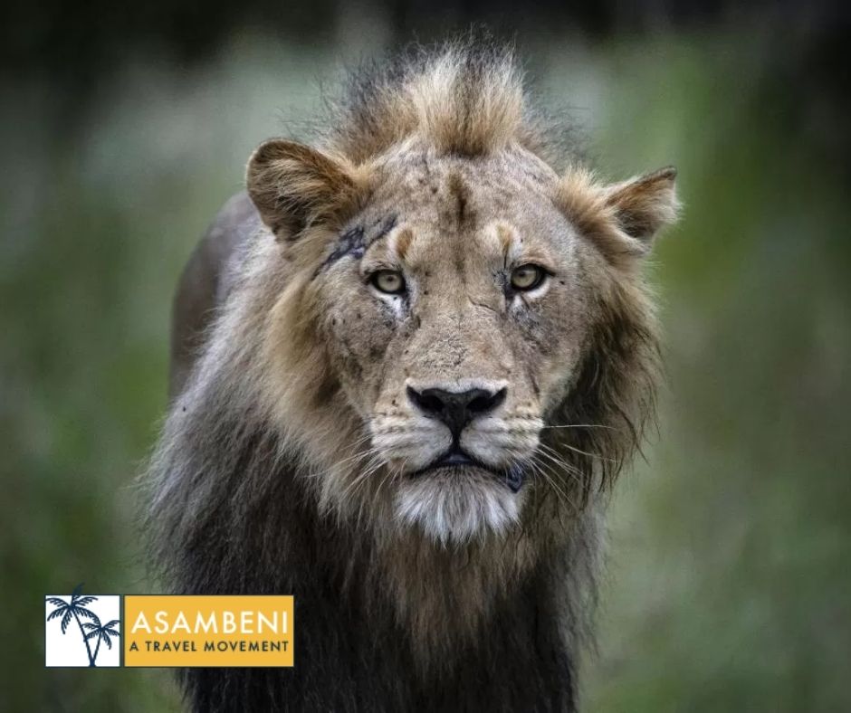 Simbavati River Lodge (Hoedspruit) - Accommodation images