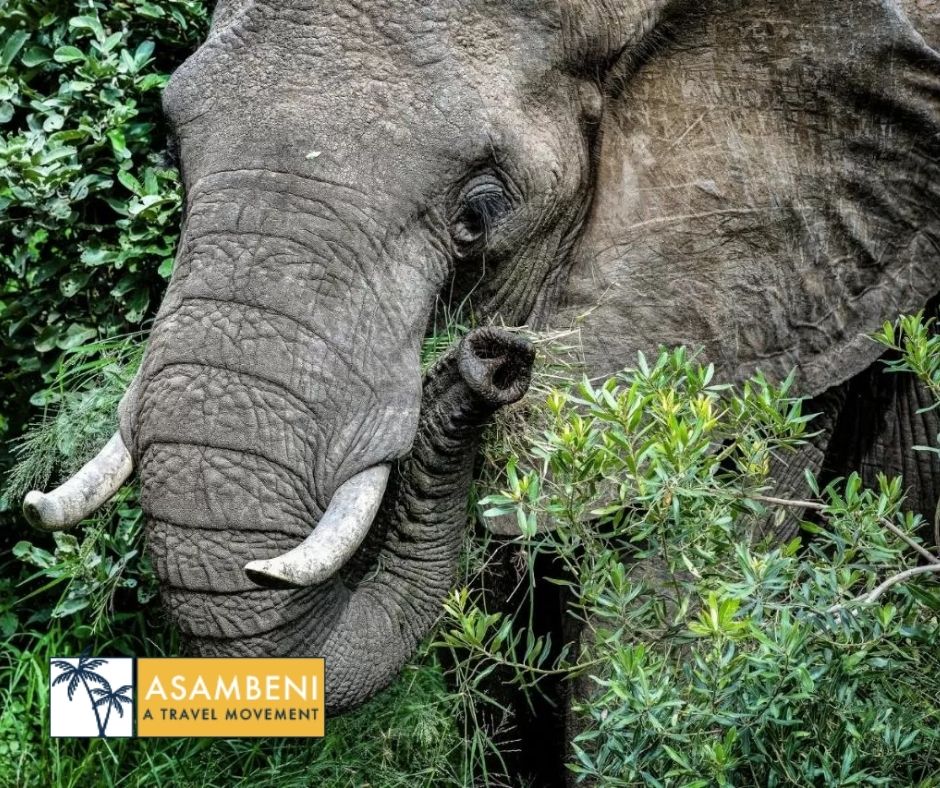 Simbavati River Lodge (Hoedspruit) - Accommodation images