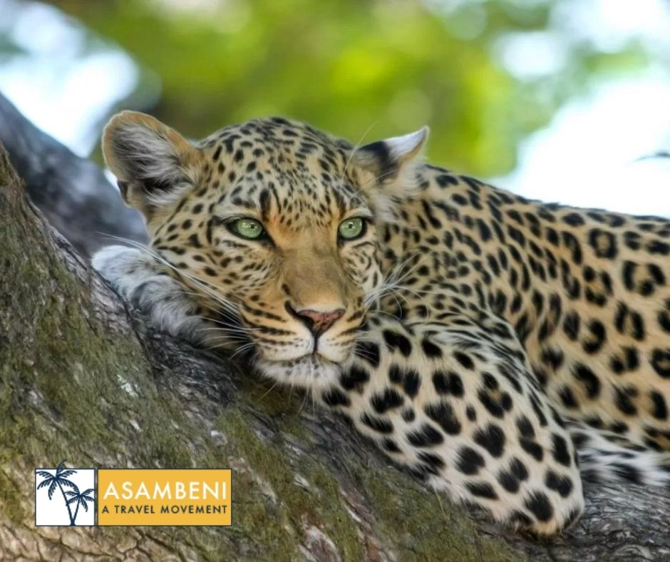 Simbavati River Lodge (Hoedspruit) - Accommodation images