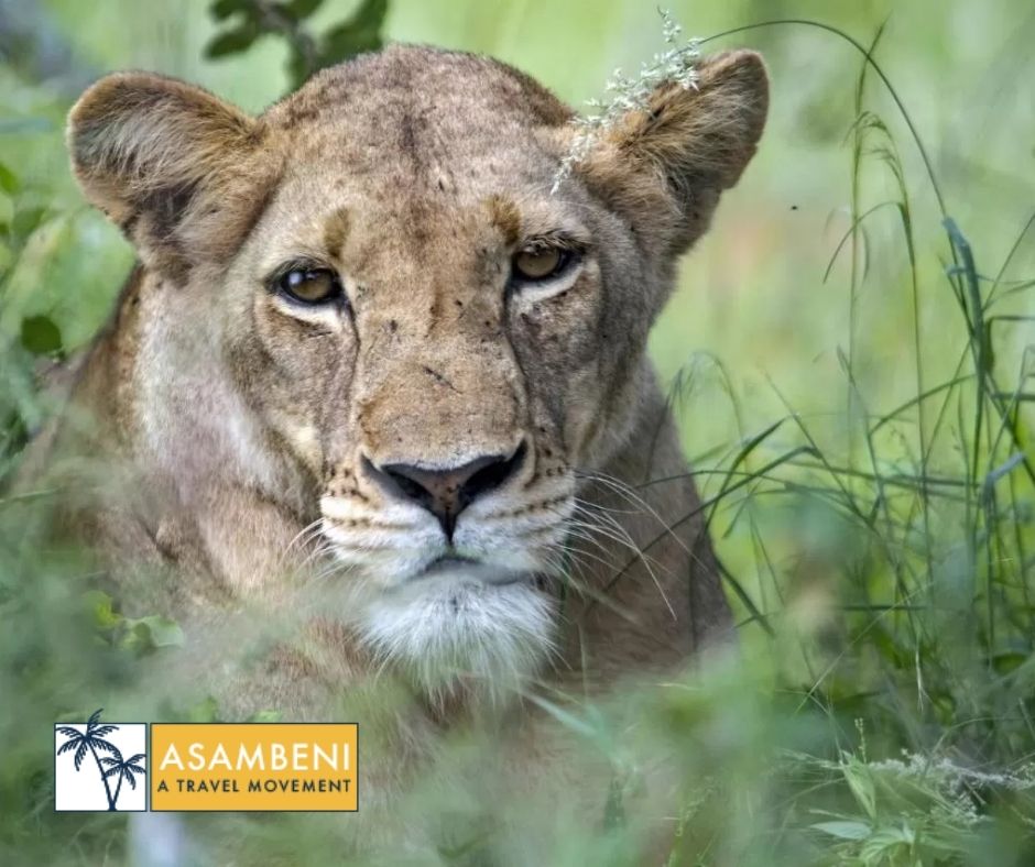 Simbavati River Lodge (Hoedspruit) - Accommodation images