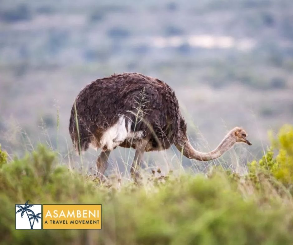 Bukela Game Lodge (Amakhala Game Reserve) - Accommodation images
