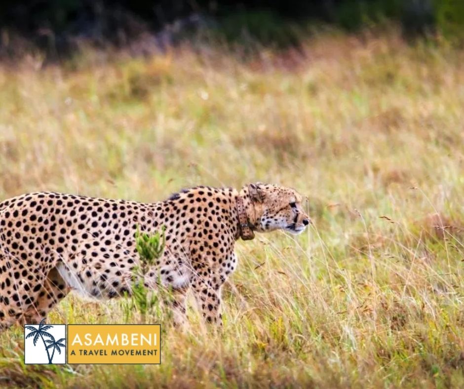 Bukela Game Lodge (Amakhala Game Reserve) - Accommodation images