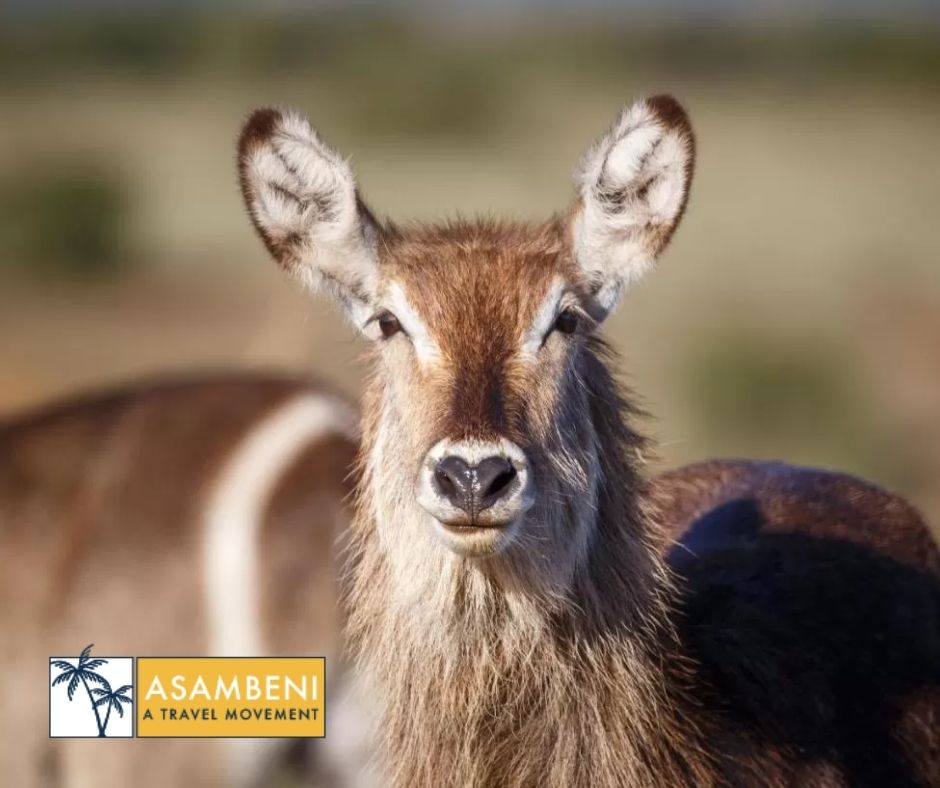 Bukela Game Lodge (Amakhala Game Reserve) - Accommodation images