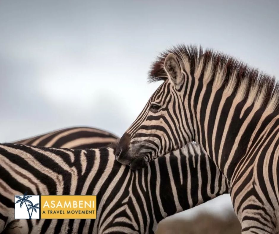 Bukela Game Lodge (Amakhala Game Reserve) - Accommodation images