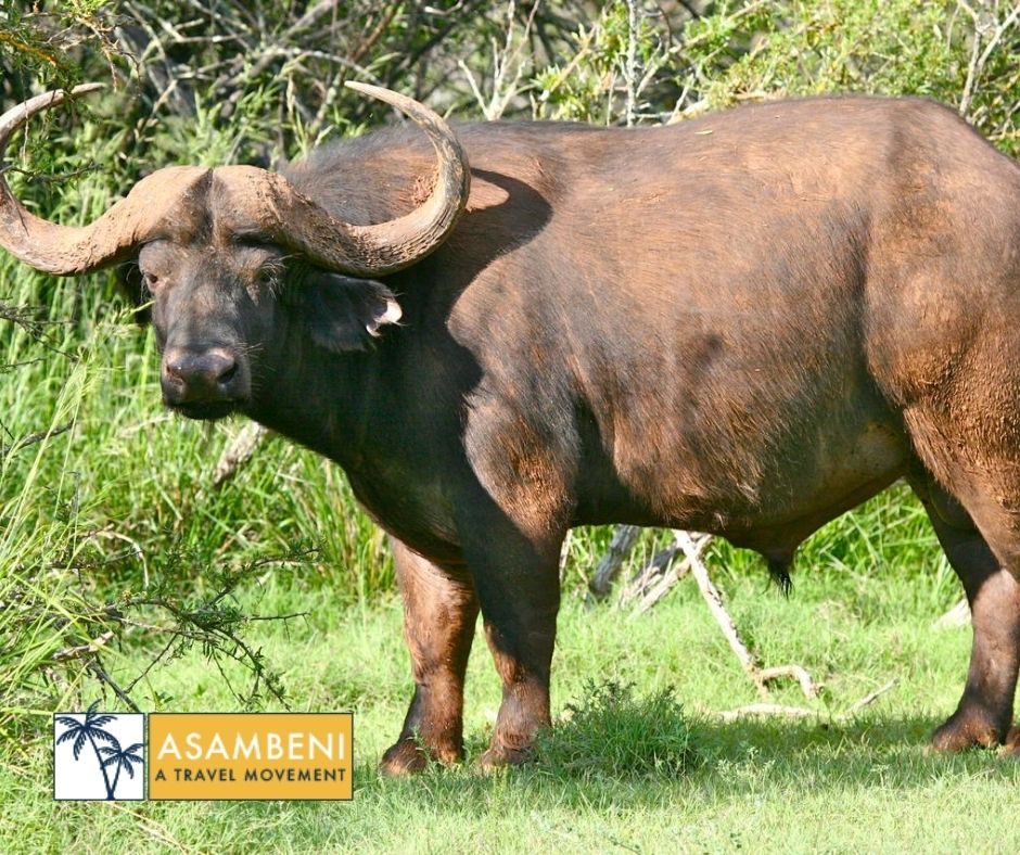 Mount Camdeboo Private Game Reserve (Graaff-Reinet) - Accommodation images