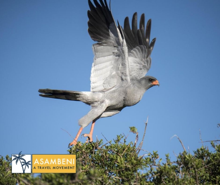 Mount Camdeboo Private Game Reserve (Graaff-Reinet) - Accommodation images