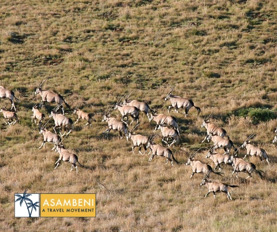 Mount Camdeboo Private Game Reserve (Graaff-Reinet) - Accommodation images
