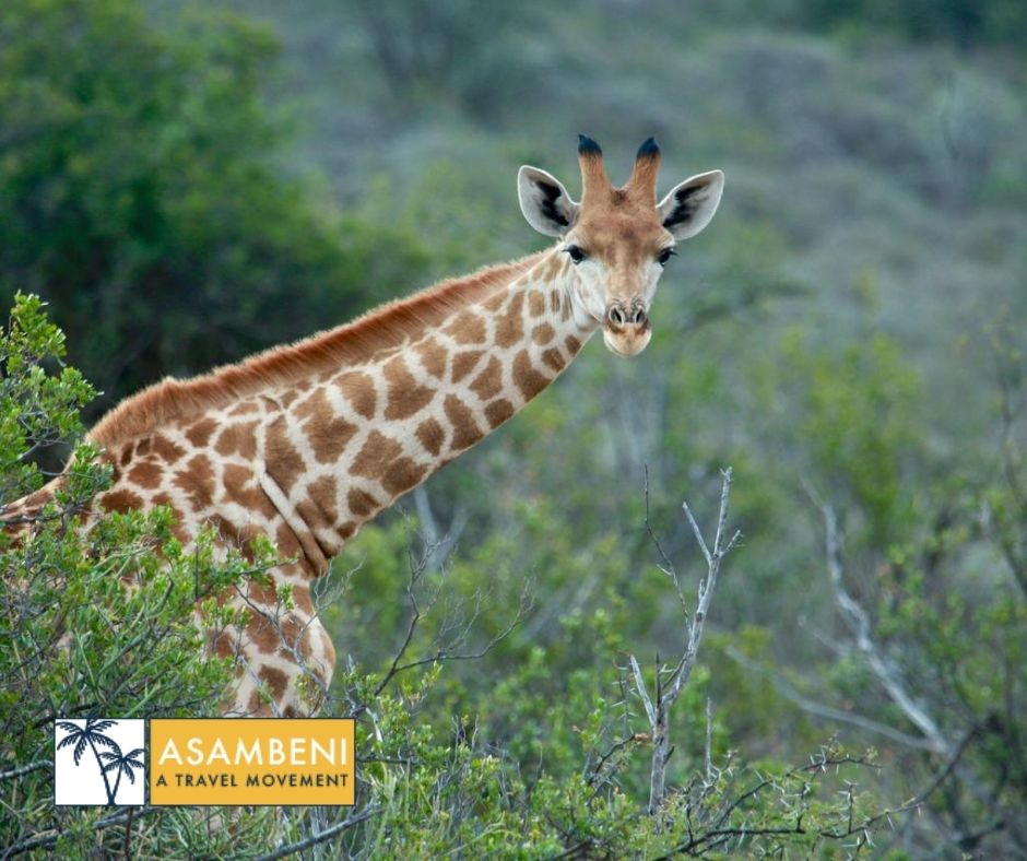 Mount Camdeboo Private Game Reserve (Graaff-Reinet) - Accommodation images