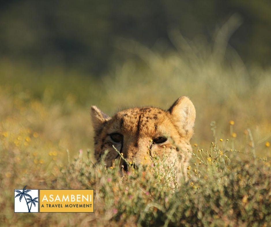 Mount Camdeboo Private Game Reserve (Graaff-Reinet) - Accommodation images