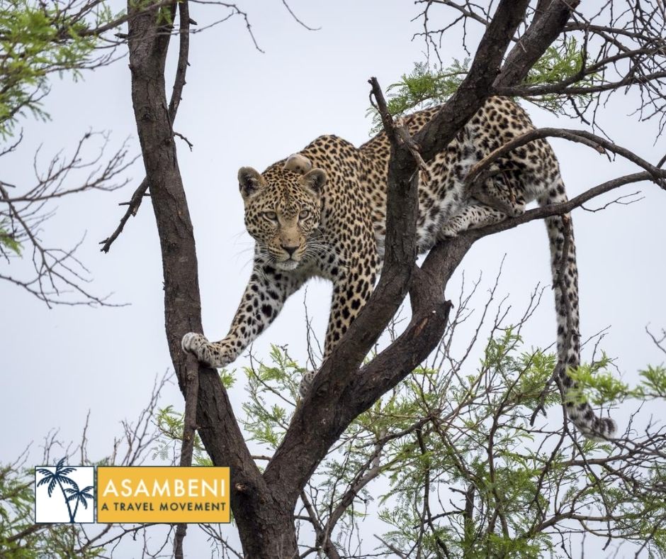 Nkomazi Game Reserve (Emanzana) - Accommodation images