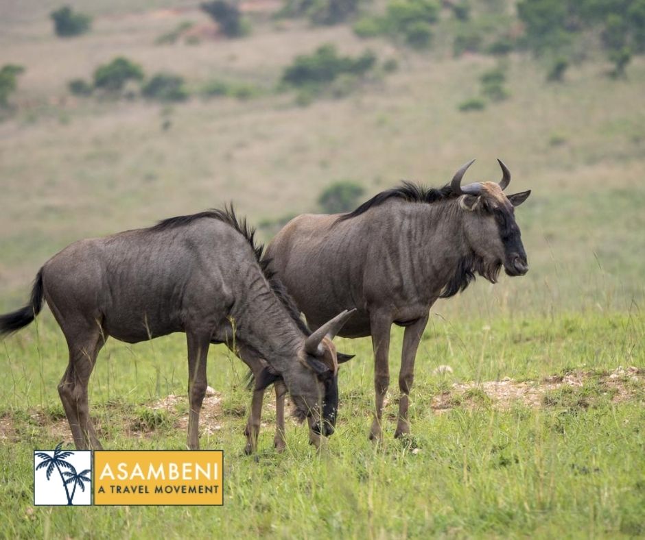 Nkomazi Game Reserve (Emanzana) - Accommodation images