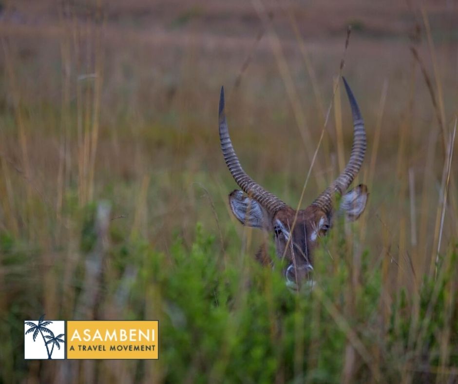 Nkomazi Game Reserve (Emanzana) - Accommodation images