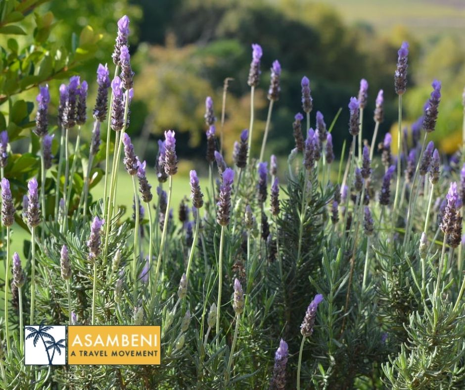 Cultivar Boutique Hotel (Stellenbosch) - Accommodation images