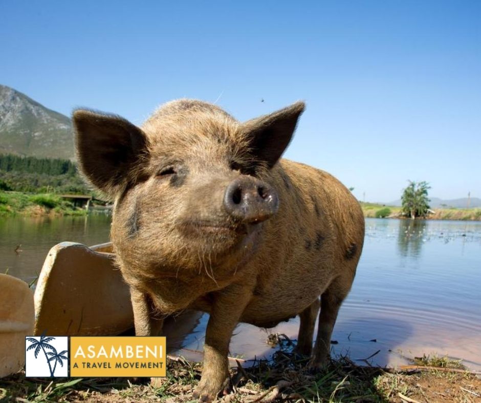 AfriCamps at Stanford Hills - Accommodation images