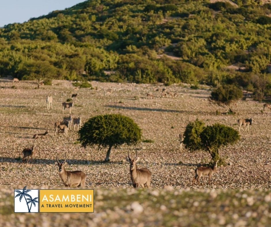 AfriCamps Klein Karoo (Oudtshoorn) - Accommodation images