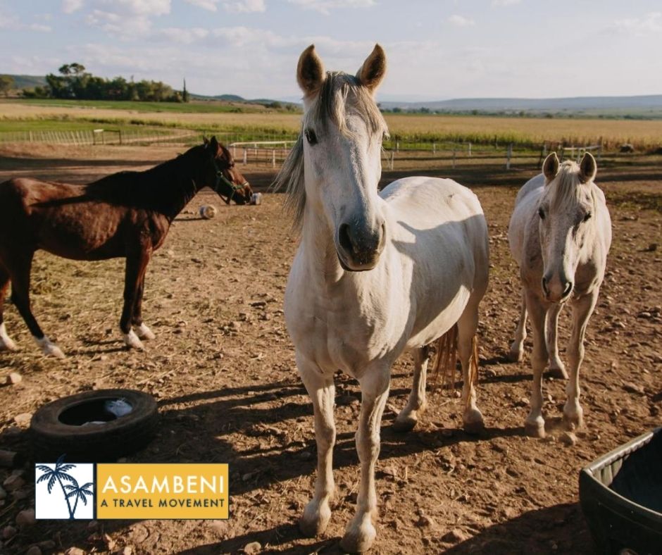 AfriCamps Klein Karoo (Oudtshoorn) - Accommodation images