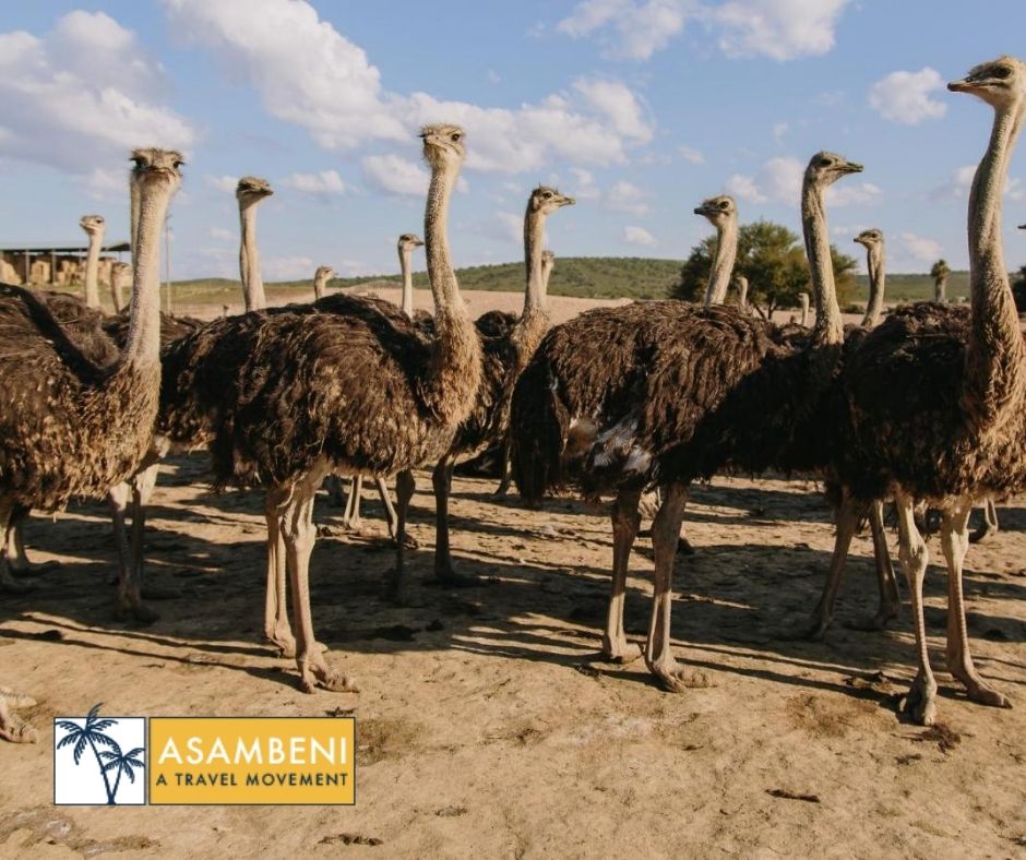 AfriCamps Klein Karoo (Oudtshoorn) - Accommodation images