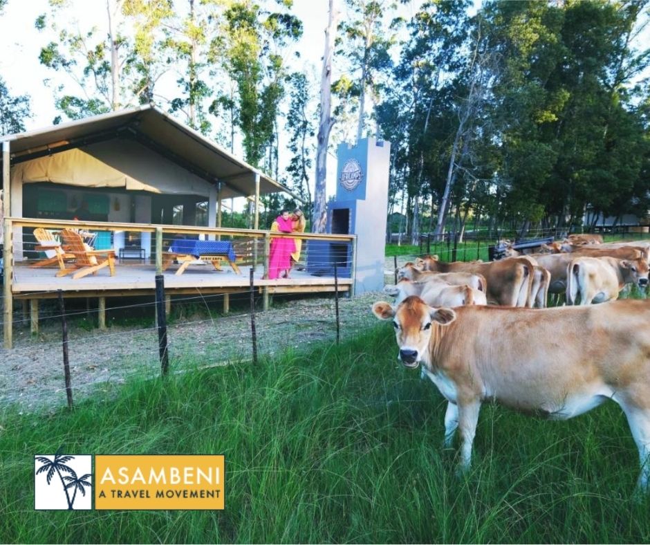 AfriCamps at Oakhurst (Wilderness) - Accommodation images